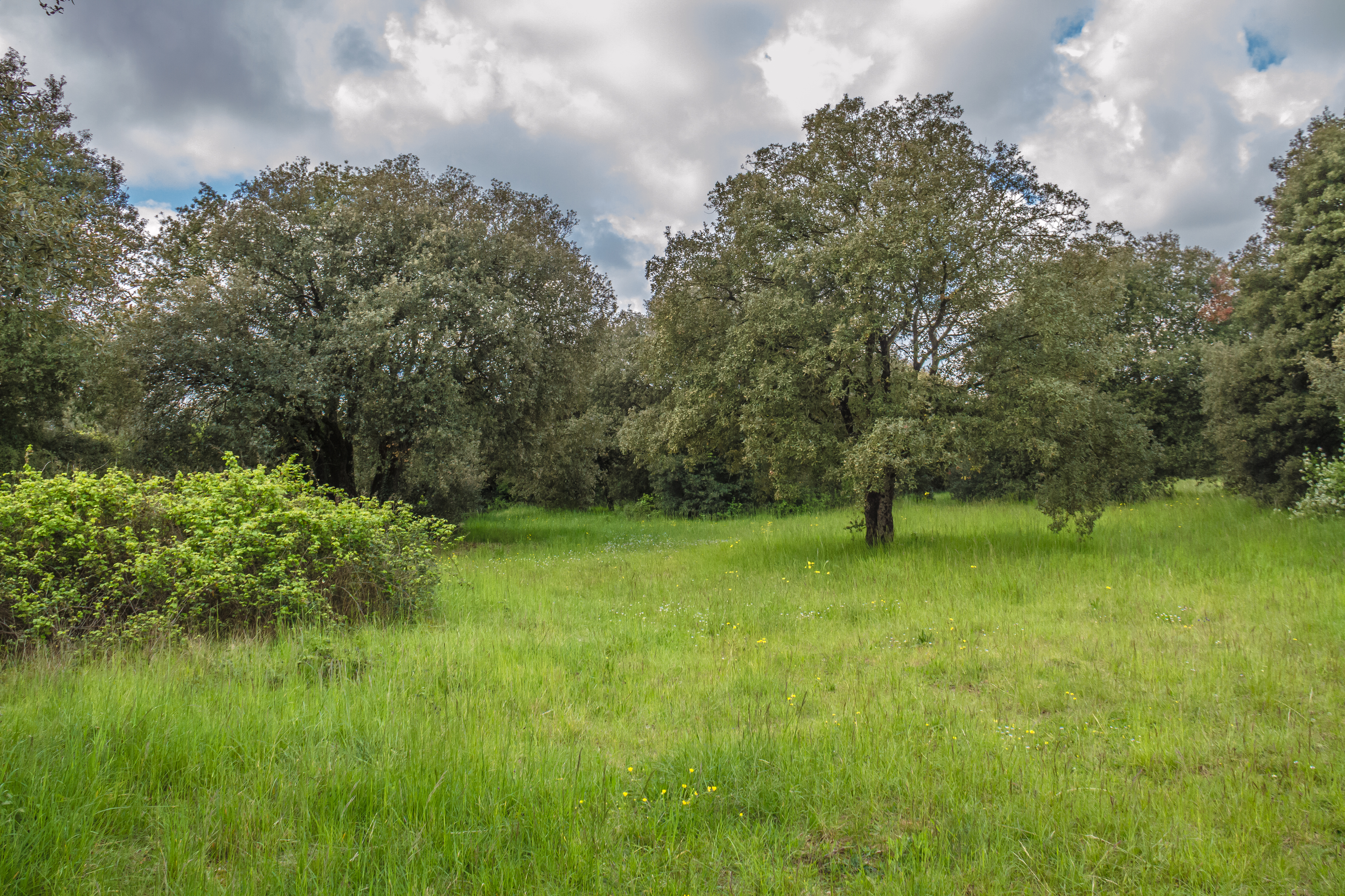 Arbres et biodiversité